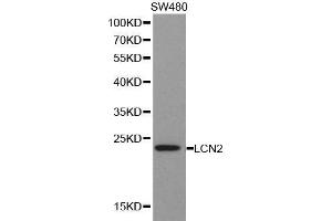 Western blot analysis of extracts of SW480 cell lines, using LCN2 antibody. (Lipocalin 2 抗体  (AA 21-198))