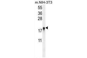 Western Blotting (WB) image for anti-ADP-Ribosylation Factor-Like 8A (ARL8A) (AA 123-150), (Middle Region) antibody (ABIN950507)