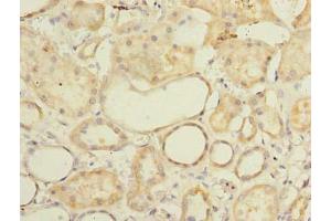 Immunohistochemistry of paraffin-embedded human kidney tissue using ABIN7165578 at dilution of 1:100 (Family with Sequence Similarity 92, Member A (FAM92A) (AA 1-271) 抗体)