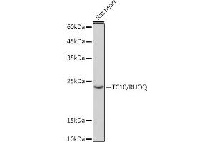 Western blot analysis of extracts of Rat heart, using TC10/RHOQ Rabbit mAb (ABIN7269869) at 1:1000 dilution. (RHOQ 抗体)