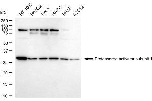 Western blotting analysis using Proteasome activator subunit 1 antibody (ABIN7799957). (Recombinant LACBIDRAFT 301065 抗体  (Subunit 1))