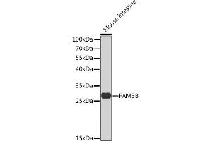 Western blot analysis of extracts of Mouse intestine, using FB Rabbit pAb  at 1:1000 dilution. (FAM3B 抗体  (AA 30-235))