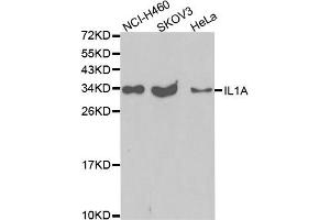 Western blot analysis of extracts of various cell lines, using IL1A antibody. (IL1A 抗体)