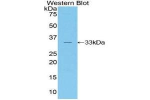 Western Blotting (WB) image for anti-RAR-Related Orphan Receptor C (RORC) (AA 212-461) antibody (ABIN1860466) (RORC 抗体  (AA 212-461))