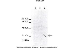 Human HeLa, Mouse liver; . (PSMD14 抗体  (C-Term))