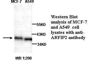 Image no. 1 for anti-ADP-Ribosylation Factor Interacting Protein 2 (ARFIP2) antibody (ABIN790882) (ARFIP2 抗体)
