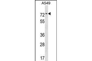 HKR1 Antibody (N-term) (ABIN1539036 and ABIN2850182) western blot analysis in A549 cell line lysates (35 μg/lane). (HKR1 抗体  (N-Term))