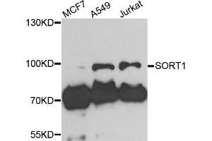 Western blot analysis of extracts of various cells, using SORT1 antibody. (Sortilin 1 抗体)