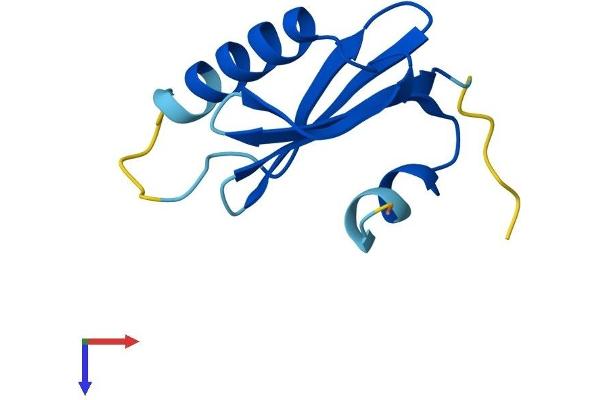 LAMTOR4 Protein (AA 1-99) (His tag)