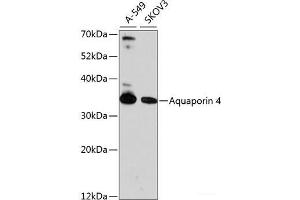 Western blot analysis of extracts of various cell lines using Aquaporin 4 Polyclonal Antibody at dilution of 1:1000. (Aquaporin 4 抗体)