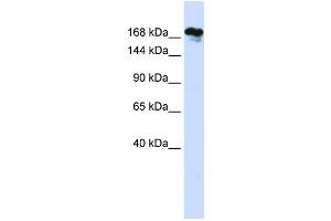 Western Blotting (WB) image for anti-Remodeling and Spacing Factor 1 (RSF1) antibody (ABIN2459232) (RSF1 抗体)