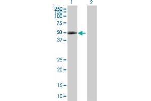 Western Blotting (WB) image for anti-Paired Box 6 (PAX6) (AA 1-422) antibody (ABIN1327640)