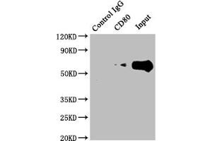 Immunoprecipitating CD80 in Raji whole cell lysate Lane 1: Rabbit control IgG instead of ABIN7127410 in Raji whole cell lysate. (Recombinant CD8 抗体)
