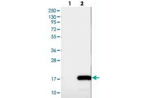 Western blot analysis of Lane 1: Negative control (vector only transfected HEK293T lysate), Lane 2: Over-expression Lysate (Co-expressed with a C-terminal myc-DDK tag (~3. (INIP 抗体)