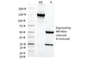 SDS-PAGE Analysis of Purified, BSA-Free MAML2 Antibody (clone MAML2/1302). (MAML2 抗体)