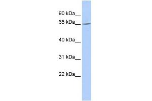 WB Suggested Anti-ARNTL2 Antibody Titration:  0. (ARNTL2 抗体  (N-Term))