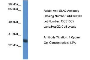 WB Suggested Anti-SLA2  Antibody Titration: 0. (SLAP2 抗体  (Middle Region))