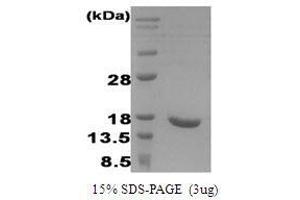 Figure annotation denotes ug of protein loaded and % gel used. (IFN alpha 2b (AA 24-188) Peptide)