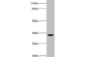 Stomatin 抗体  (AA 55-288)