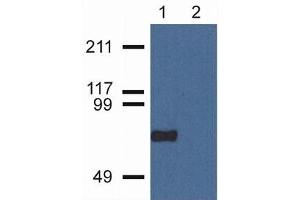 Flow Cytometry (FACS) image for anti-Copine VII (CPNE7) (C-Term) antibody (ABIN263922) (CPNE7 抗体  (C-Term))