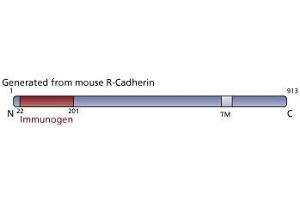 Image no. 3 for anti-Cadherin 4 (CDH4) (AA 22-201) antibody (ABIN967954) (Cadherin 4 抗体  (AA 22-201))