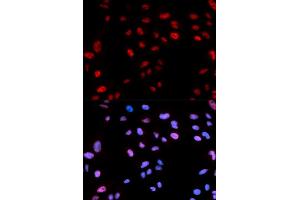 Immunofluorescence (IF) image for anti-Histone Cluster 1, H3b (HIST1H3B) (pThr12) antibody (ABIN1870229) (Histone H3.1 抗体  (pThr12))