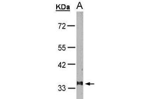 WB Image Sample(30 μg of whole cell lysate) A:HeLa S3 , 10% SDS PAGE antibody diluted at 1:1000 (Leukotriene B4 Receptor/BLT 抗体)