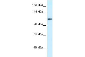 Western Blotting (WB) image for anti-Potassium Voltage-Gated Channel, Subfamily H (Eag-Related), Member 3 (Kcnh3) (N-Term) antibody (ABIN2776194)