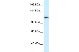 WB Suggested Anti-KCNH3 Antibody Titration: 1.