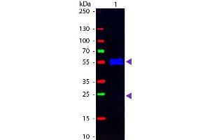 Western Blot of Fluorescein conjugated Goat anti-Mouse IgG1 (Gamma 1 chain) Pre-adsorbed secondary antibody. (山羊 anti-小鼠 IgG1 (Heavy Chain) Antibody (FITC) - Preadsorbed)