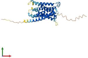 Protein Structure (PS) image for MAS-Related GPR, Member X1 (MRGPRX1) (AA 1-322) protein (His tag) (ABIN7554605)
