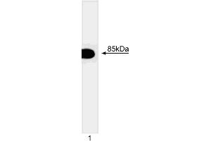 Western blot analysis of the p85 regulatory subunit of PI3 kinase (p85alpha). (PIK3R1 抗体)