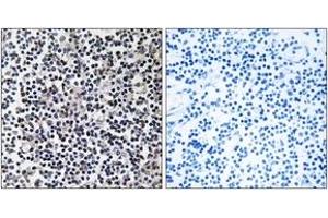 Immunohistochemistry (IHC) image for anti-Transforming, Acidic Coiled-Coil Containing Protein 3 (TACC3) (AA 789-838) antibody (ABIN2890716) (TACC3 抗体  (AA 789-838))