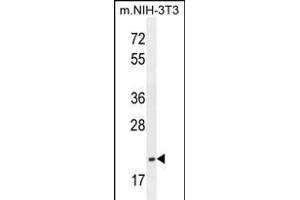 TCAL3 Antibody (N-term) (ABIN654479 and ABIN2844214) western blot analysis in mouse NIH-3T3 cell line lysates (35 μg/lane). (TCEAL3 抗体  (N-Term))