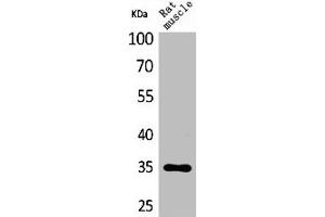 Western Blot analysis of rat muscle cells using CA IV Polyclonal Antibody (CA4 抗体  (Internal Region))