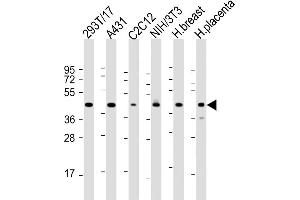 All lanes : Anti-ERLIN2 Antibody (C-term) at 1:2000 dilution Lane 1: 293T/17 whole cell lysate Lane 2: A431 whole cell lysate Lane 3: C2C12 whole cell lysate Lane 4: NIH/3T3 whole cell lysate Lane 5: human breast lysate Lane 6: human placenta lysate Lysates/proteins at 20 μg per lane. (ERLIN2 抗体  (C-Term))