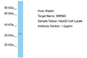 Host: Rabbit Target Name: SRRM2 Sample Type: HepG2 Whole Cell lysates Antibody Dilution: 1. (SRRM2 抗体  (C-Term))