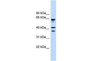 WB Suggested Anti-GPR27 Antibody Titration:  0. (GPR27 抗体  (Middle Region))
