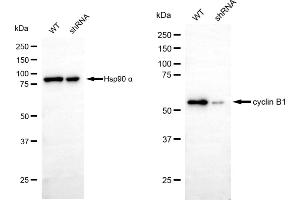 Western blotting analysis using cyclin B1 antibody (ABIN7798190).