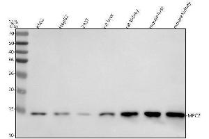 Western blot analysis of MPC2 using anti-MPC2 antibody (ABIN7825290).