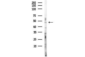 Western blot analysis of lysates from Mouse brain, using MO Antibody at 1/1000 dilution.