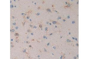 Used in DAB staining on fromalin fixed paraffin- embedded brain tissue (RGS 抗体  (AA 1-296))