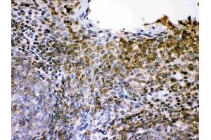 Anti-L-selectin Picoband antibody, (ABIN3043326), IHC(P)IHC(P): Human Tonsil Tissue