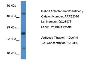 Western Blotting (WB) image for anti-GABA(A) Receptor-Associated Protein-Like 2 (GABARAPL2) (C-Term) antibody (ABIN2774012) (GABARAPL2 抗体  (C-Term))