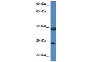 Western Blot showing Hspbp1 antibody used at a concentration of 1. (HSPBP1 抗体  (C-Term))