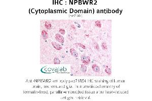 Image no. 1 for anti-Neuropeptides B/W Receptor 2 (NPBWR2) (2nd Cytoplasmic Domain) antibody (ABIN1737462) (NPBWR2 抗体  (2nd Cytoplasmic Domain))