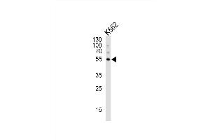 Western blot analysis of lysate from K562 cell line, using G5 Antibody 1812c. (ATG5 抗体)