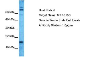 Host: Rabbit Target Name: MRPS18C Sample Type: Hela Whole Cell lysates Antibody Dilution: 1. (MRPS18C 抗体  (N-Term))