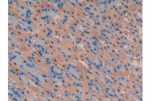 IHC-P analysis of Mouse Stomach Tissue, with DAB staining. (PIK3C2A 抗体  (AA 349-611))
