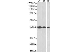 ABIN184704 (0. (APEX1 抗体  (N-Term))